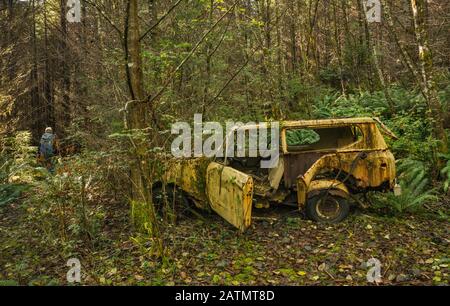 Le randonneur qui passe un vieux véhicule abandonné de 4 x 4 dans la forêt tropicale sur Maude aka Maud Island Trail, Quadra Island, Colombie-Britannique, Canada Banque D'Images