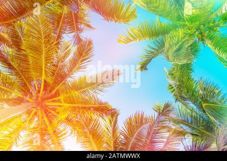 Ciel colorés et de palmiers Vue de dessous, vintage background Banque D'Images
