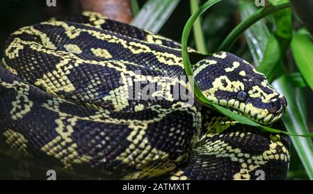 Vue rapprochée d'une Jungle Carpet Python (Morelia spilota cheynei) Banque D'Images