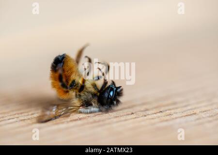 Gros plan d'une abeille morte gisant sur le sol Banque D'Images