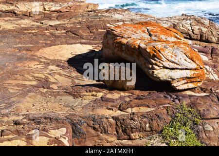 Rock hyrax se réchauffe dans la lumière du soleil sur les rochers du Cap De Bon espoir, Afrique du Sud Banque D'Images