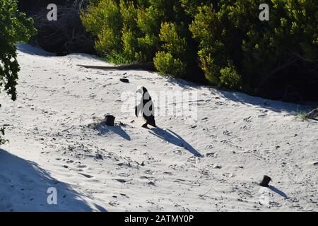 Adorables pingouins africains sur la plage de Boulders, le Cap, Afrique du Sud Banque D'Images