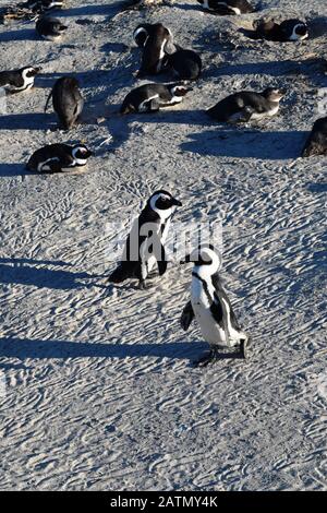 Adorables pingouins africains sur la plage de Boulders, le Cap, Afrique du Sud Banque D'Images