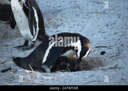 Adorables pingouins africains sur la plage de Boulders, le Cap, Afrique du Sud Banque D'Images