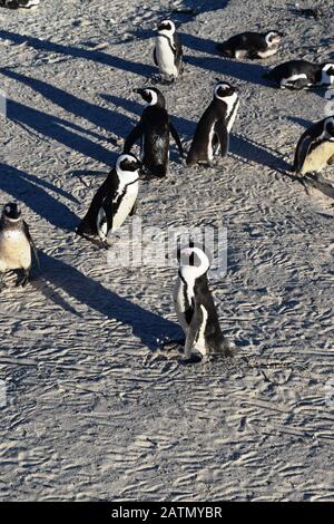 Adorables pingouins africains sur la plage de Boulders, le Cap, Afrique du Sud Banque D'Images