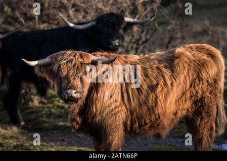 Le bétail des Highlands pacage sur le Moor de Bodmin à Cornwall. Banque D'Images