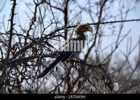 Gros plan d'un beau charme de facture jaune à facturation reposant sur une branche d'acacia, Kruger National Park, Afrique du Sud Banque D'Images