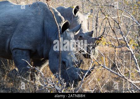 Groupe de rhinocéros blancs dans le parc national Kruger, Afrique du Sud Banque D'Images