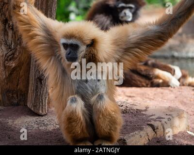 gibbon de blanc à mains marron assis Banque D'Images