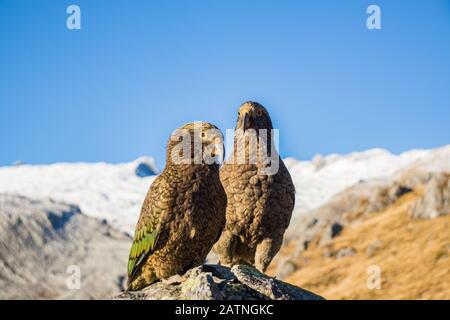 Portrait de deux perroquets Nestor Kea (Nestor notabilis) se tenant sur une pierre près de la cabane de Brewster dans le parc national du mont Aspirant, Nouvelle-Zélande Banque D'Images