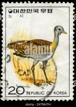 Grande outarde (Otis tarda) Banque D'Images