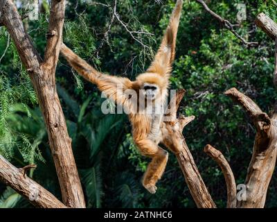 gibbon de mains blanches dans les arbres Banque D'Images