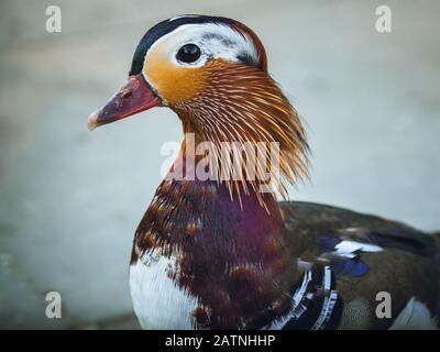 Canard Mandarin, Berlin, Allemagne, Europe Banque D'Images
