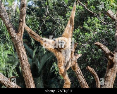 gibbon de la main blanche dans les arbres Banque D'Images