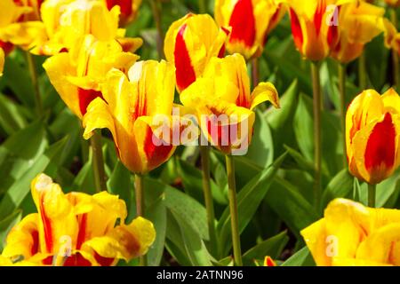 Tulipes jaunes et rouges éclatantes avec fond de gouttes d'eau, flowerbed après carte postale de pluie, jardin de fleurs printanières Banque D'Images