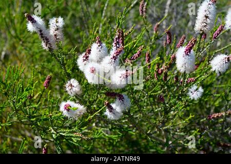 Australie, Melaleuca huegelii aka chenille miel-myrte Banque D'Images