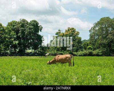 Vache brune sur le champ d'herbe. Banque D'Images