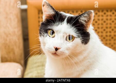 Chat blanc noir avec oreilles et yeux jaunes, close-up portrait Banque D'Images