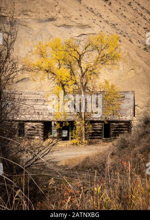 Les bâtiments rustiques de l'ancienne ferme de Potwell surclassés par des feuilles colorées en automne. (Farwell Canyon, Colombie-Britannique) Banque D'Images