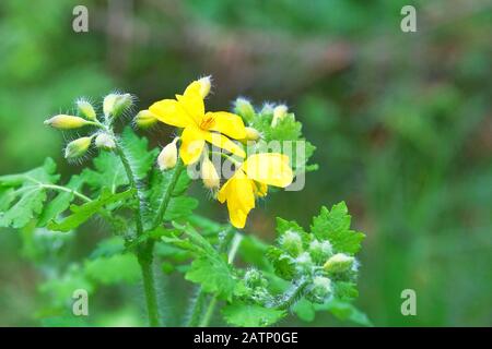 Fleurs de celandine sur la nature verte fond flou sur la prairie. Herbe médicinale. Fleurs jaunes pour la médecine des plantes. Banque D'Images