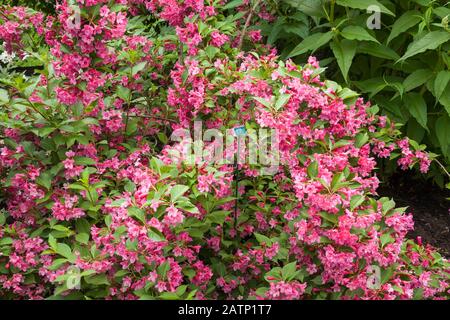 Arbustes de Rhododendron fleuris roses à la fin du printemps Banque D'Images