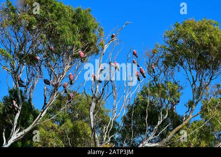 Australie, troupeau de cafards de Galah dans un arbre d'eucalyptus Banque D'Images