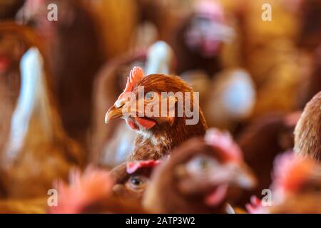 Une poule brune curieuse sur une ferme de poulet biologique à aire de répartition libre Banque D'Images