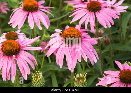 Diptera - Fly, Bombus - bourdon de nectar sur Echinacea purpurea - Coneflowers en été Banque D'Images