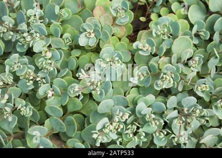 Épandage Sedum sieboldii 'October daphne' - Stonecrop plantes succulentes Banque D'Images