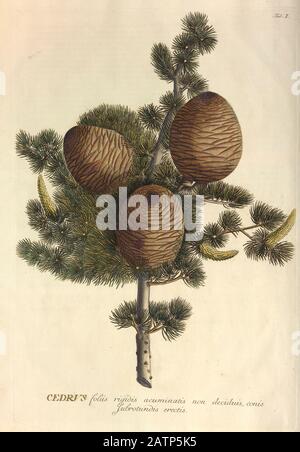 Gravure colorée d'un arbre de cèdre (Cedrus) de hortus nitidissimus par Christoph Jakob Trew (Nuremberg 1750-1792) Banque D'Images
