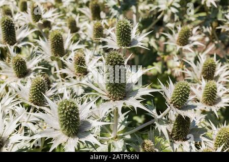 Eryngium Giganteum 'Silver Ghost' fleurit en été. Banque D'Images