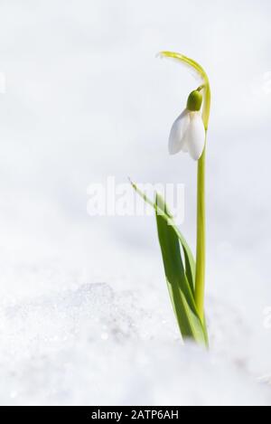 Fleur de neige qui pousse hors de la neige, au début du printemps dans le jardin Banque D'Images