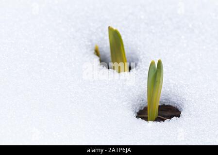 Les feuilles de Daffodil émergent à travers la neige au début du printemps Banque D'Images