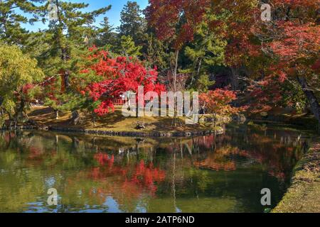 Couleurs d'automne dans le jardin du temple Todai-ji Banque D'Images