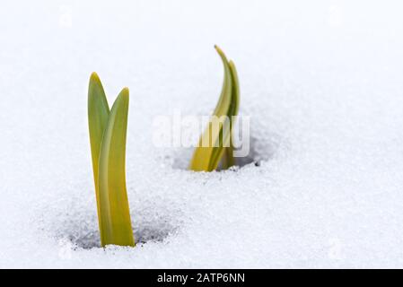 Les feuilles de Daffodil émergent à travers la neige au début du printemps Banque D'Images