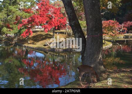 Couleurs d'automne dans le jardin du temple Todai-ji Banque D'Images