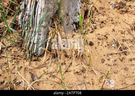 Fourmis sur le sable près de la souche Banque D'Images