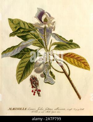 Gravure colorée d'un arbre Magnolia de hortus nitidissimus par Christoph Jakob Trew (Nuremberg 1750-1792) Banque D'Images