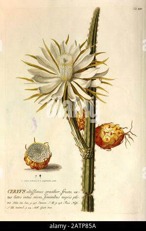 Gravure colorée de Copperplate d'un cactus Cereus fleuri de hortus nitidissimus par Christoph Jakob Trew (Nuremberg 1750-1792) Banque D'Images