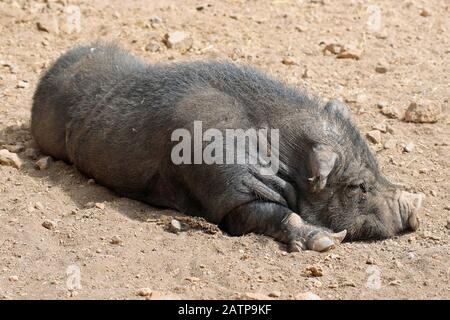 Hängebauchschwein Banque D'Images