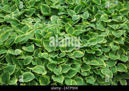 Feuille verte et jaune Hosta - Plaintain Lily plants in bordure au printemps Banque D'Images