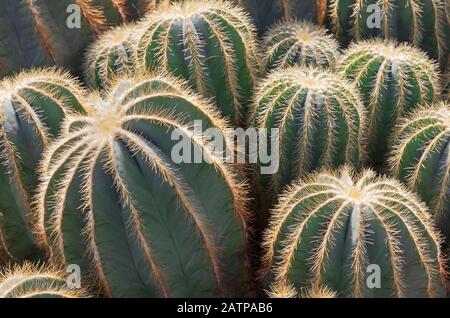 Balle d'or cactus / Echocactus grusonii gros plan Banque D'Images