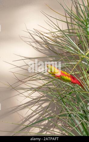 Cactus fleur contre le mur de stuc en plein soleil avec ombre Banque D'Images