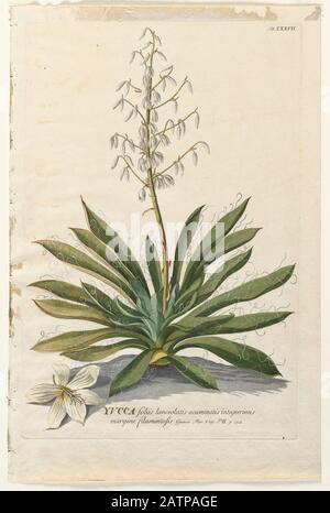 Gravure colorée de Copperplate d'une plante yucca à fleurs de hortus nitidissimus par Christoph Jakob Trew (Nuremberg 1750-1792) Banque D'Images