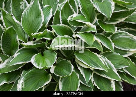 Feuille verte et blanche Hosta - Plaintain Lily plants in bordure au printemps Banque D'Images