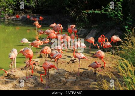 Troupeau de flamants dans l'eau Banque D'Images