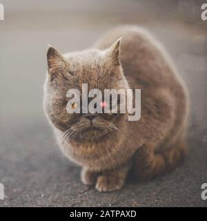 Le Chat Britannique Malade Est Assis Sur La Route Prolapsus De La Glande Lacrymale Ou Du Troisieme Siecle Photo Stock Alamy