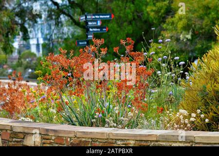 Australie, Perth, oiseau en nid d'abeilles sur une paw kangourou colorée dans le Kings Park public Banque D'Images