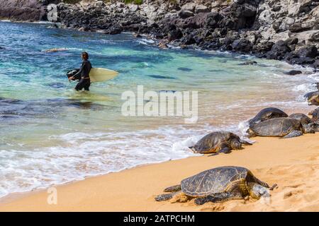 Un surfeur mâle s'éloigne du rivage vers les vagues de l'océan pacifique.Les tortues de mer vertes (Chelonia mydas) naap sur le sable au bord de la ... Banque D'Images