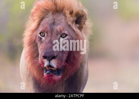 Lion avec une mane sanglante, le sang face lion Banque D'Images